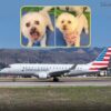 Humiliated, 73-Year-Old Woman Sues American Airlines After Being Removed Over Her Two Service Dogs