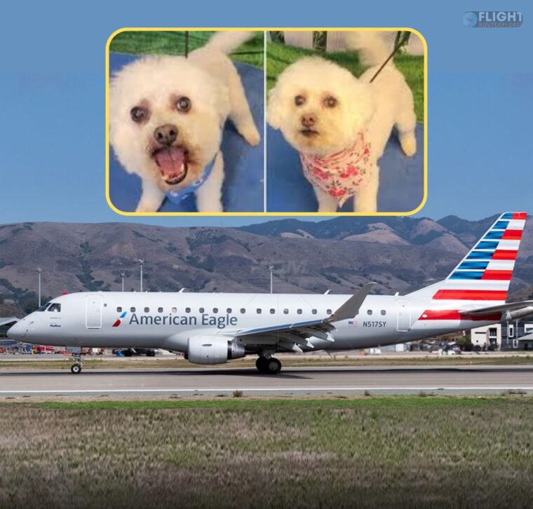 Humiliated, 73-Year-Old Woman Sues American Airlines After Being Removed Over Her Two Service Dogs