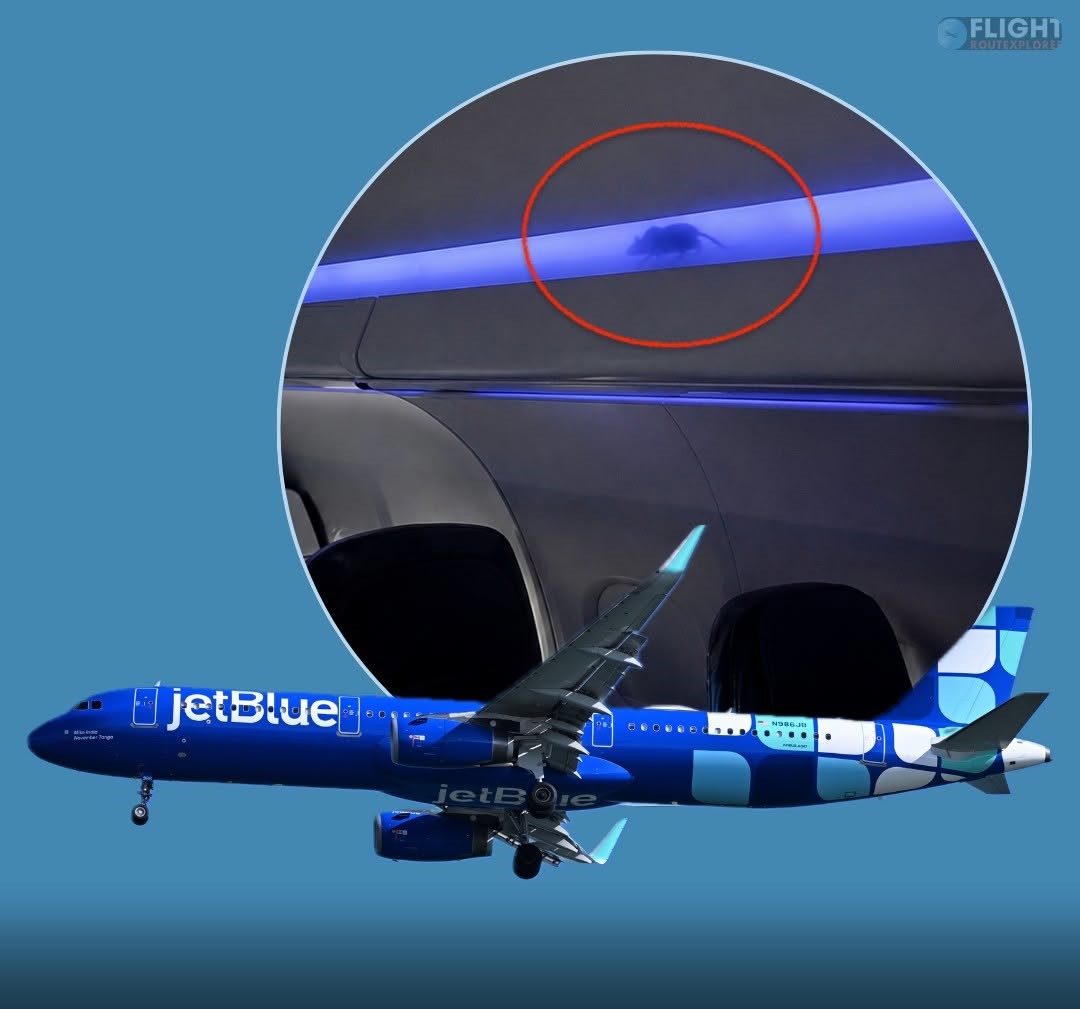 JetBlue Apologizes After Mint Passenger Reportedly Discovers Rat Crawling In Cabin Ceiling