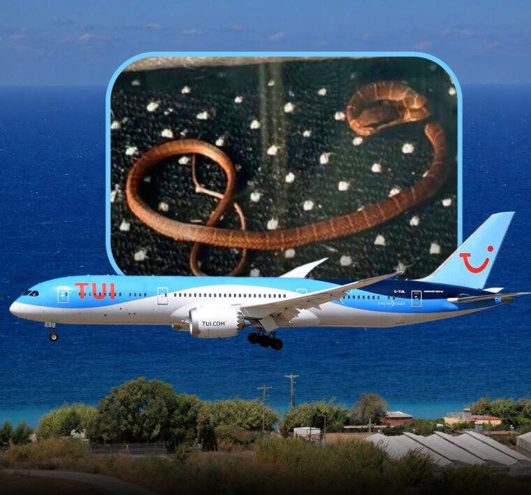Real-Life ‘Snakes On A Plane’: Venomous Snake Encountered Onboard TUI’s Mexico-UK Flight – Before Disappearing Again In Cabin