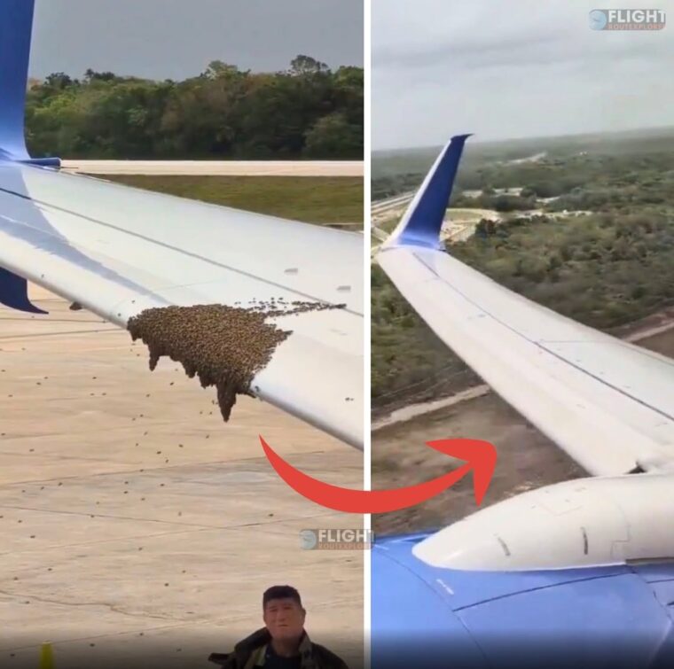 Bee Swarm Delays Delta 737 In Cancun, But The Tiny Stowaways Were Blown Away Once The Jet Gained Speed
